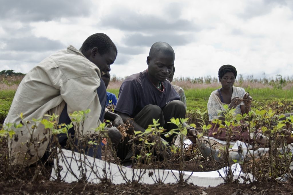 Groundnut_harvesting_in_Malawi